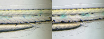 Control on left; Mutant on right; 72 hpf