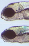 Control on top; Mutant below; 5 dpf