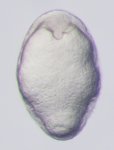 Mutant; 10 hpf
