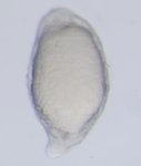 Mutant; 10 hpf