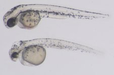 Control on top; Mutant below; 48 hpf