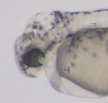 Mutant; 48 hpf