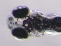 Mutant; 5 dpf