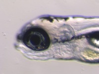 Mutant; 5 dpf