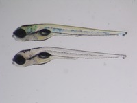 Control on top; Mutant below; 5 dpf