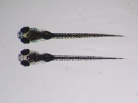 Control on top; Mutant below; 5 dpf