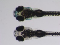 Control on top; Mutant below; 5 dpf