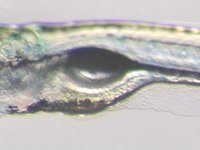 Mutant; 5 dpf