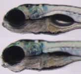 Control on top; Mutant below; 5 dpf