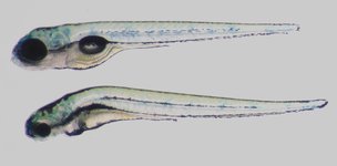 Control on top; Mutant below; 5 dpf
