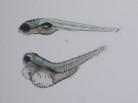 Control on top; Mutant below; 5 dpf