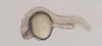 Mutant; 24 hpf