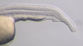 Mutant; 24 hpf