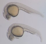 Control on top; Mutant below; 24 hpf