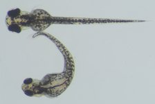 Control on top; Mutant below; 48 hpf
