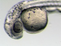 Mutant; 48 hpf