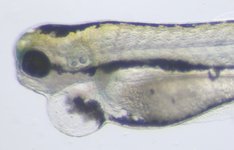 Mutant; 5 dpf