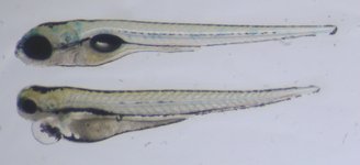 Control on top; Mutant below; 5 dpf