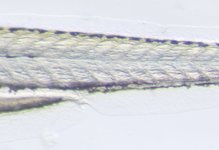 Mutant; 5 dpf